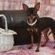 Kleiner Hund